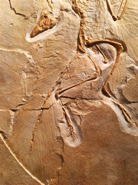 replica of archaeopteryx fossil|More.